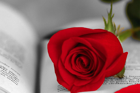 Rosen und Bücher